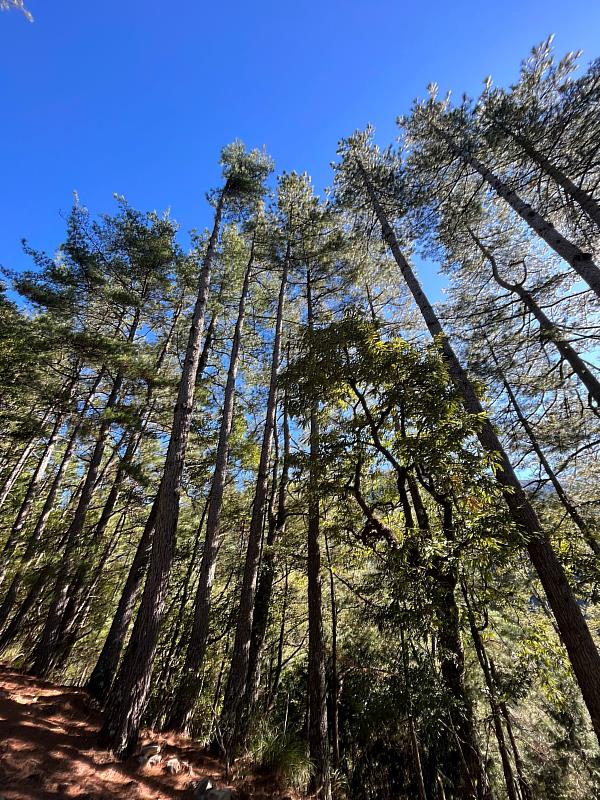 林業保育署臺中分署轄內梨山地區二葉松林相。