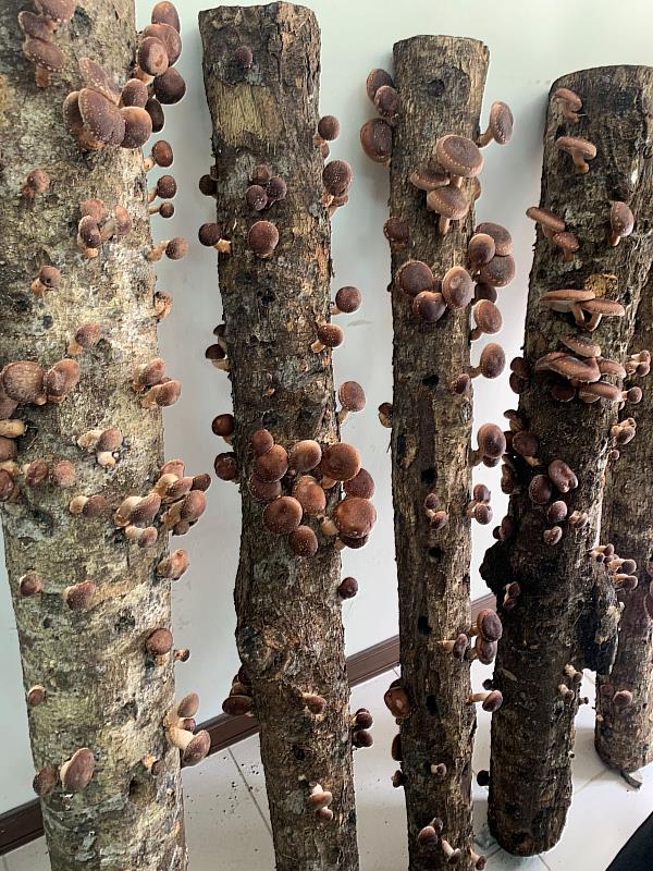 段木香菇為林下經濟重要品項，也是目前發展最成熟的林下產業之一。