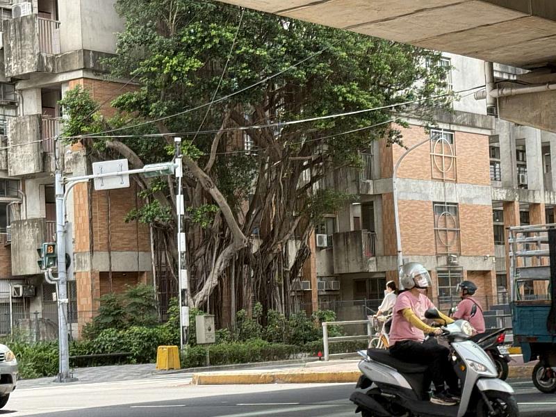 竹市移除東大路染褐根病榕樹 進行土壤防治