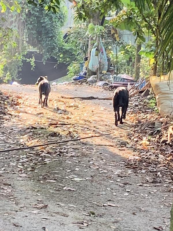 飼主放養犬隻肇事 遭重罰5萬3千元並移送法辦