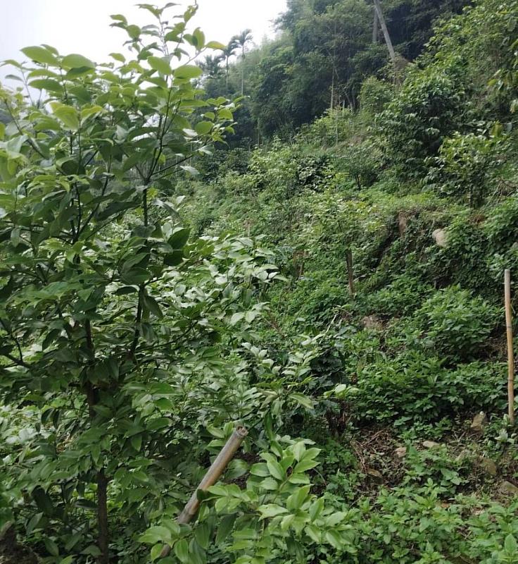 土肉桂園以草生栽培經營管理。