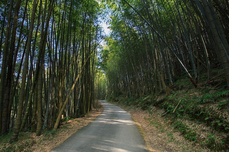 綠色隧道。