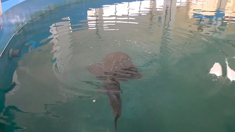 暫養於國立海洋生物博物館的波口鱟頭鱝。