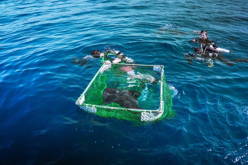 放流前以漂浮網具暫置於海中讓動物適應。（新加坡海洋生態館提供）