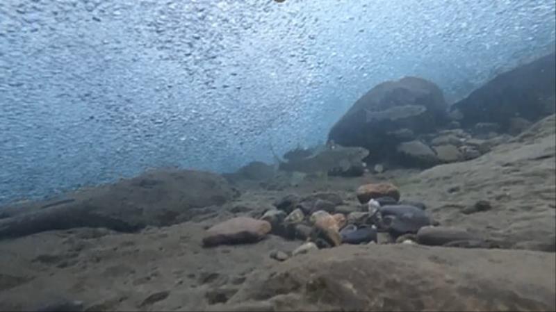 階梯魚道有白甲魚生活。