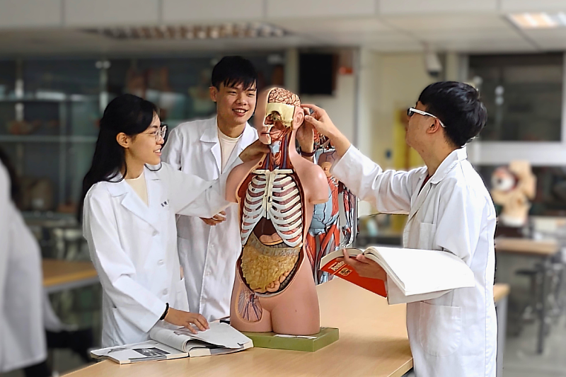 Could Gut Bacteria Help Protect the Brain? NYCU Study Links Microbiome...
