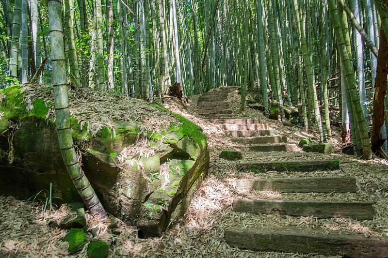 從森林走到餐桌 石棹步道群推茶香療癒旅行