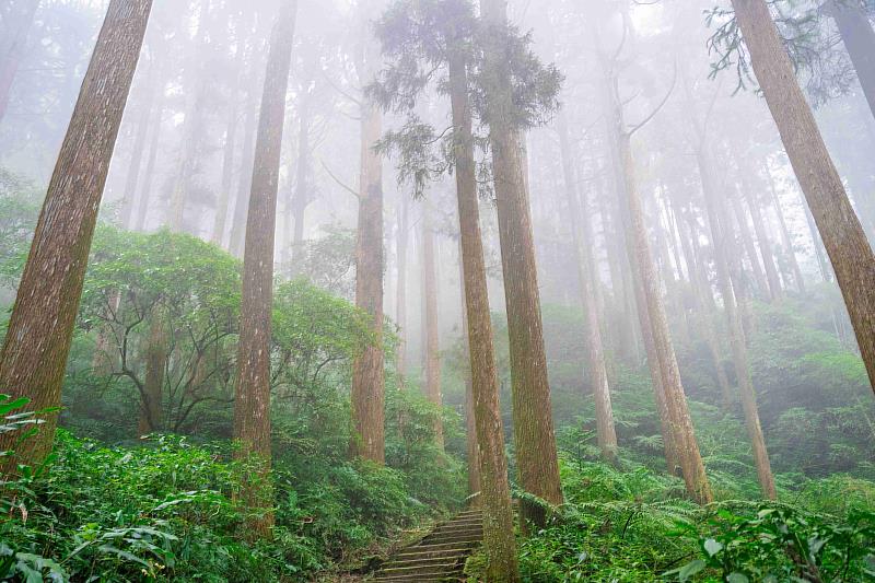 從森林走到餐桌 石棹步道群推茶香療癒旅行