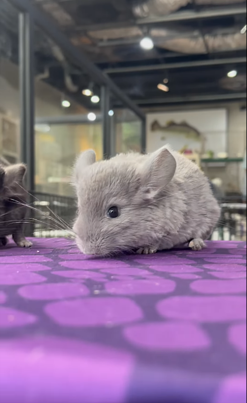 圖為本次瑪滋力攤位展出動物協力廠商《動物大師》所飼養的龍貓。