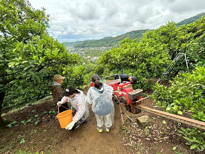 學生走入果園進行採果工作,深入了解當地柑桔栽培與管理方式。