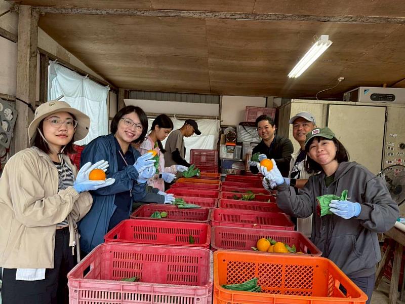學生實際參與巴倫西亞柳橙選果與包裝作業體驗日本農產流程。