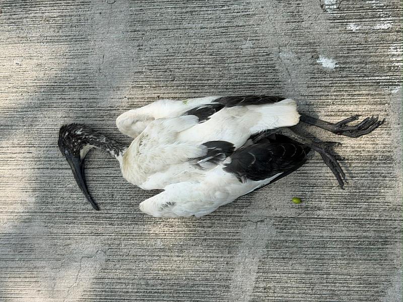 移除個體中發現部分亞成鳥。