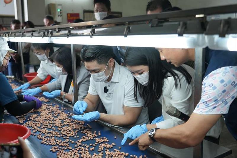 Mayor Chiang Wan-an experiences peanut-picking.