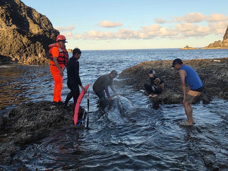 綠島柚子湖喙鯨擱淺 海巡民眾合力救援