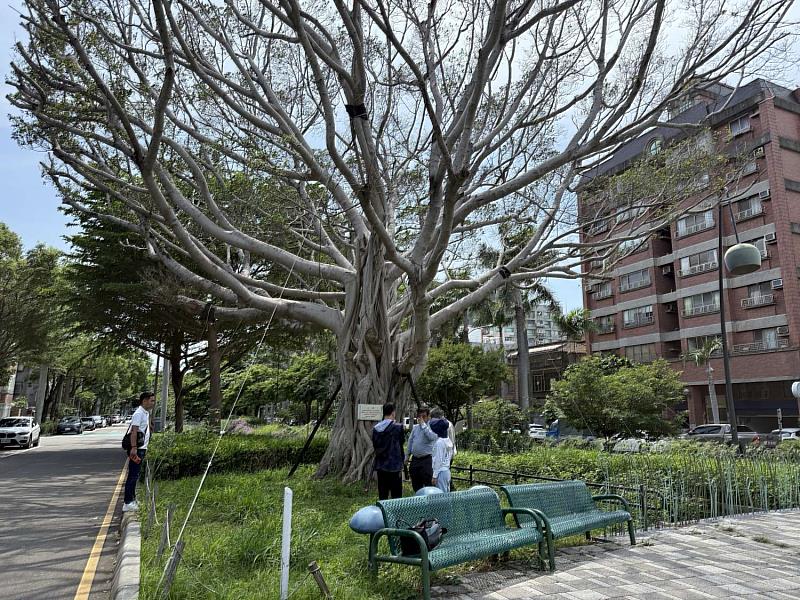 竹市府7月8日啟動三民綠園道病樹移除及防治作業。