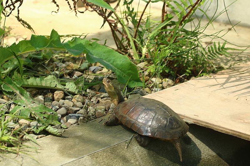 臺灣原生龜類受棲地消失及盜獵壓力,野生族群存續面臨嚴峻威脅(圖為園區照養之柴棺龜)
