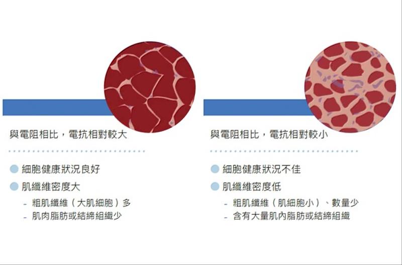 肌肉細胞與電阻關聯性。