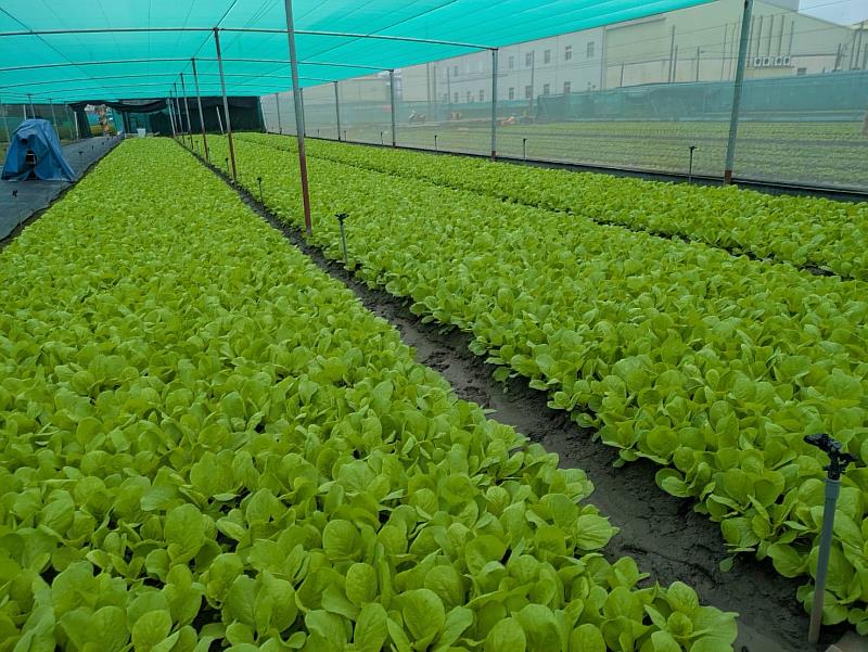 蔬菜產區影響輕微 供應充裕 請消費者放心