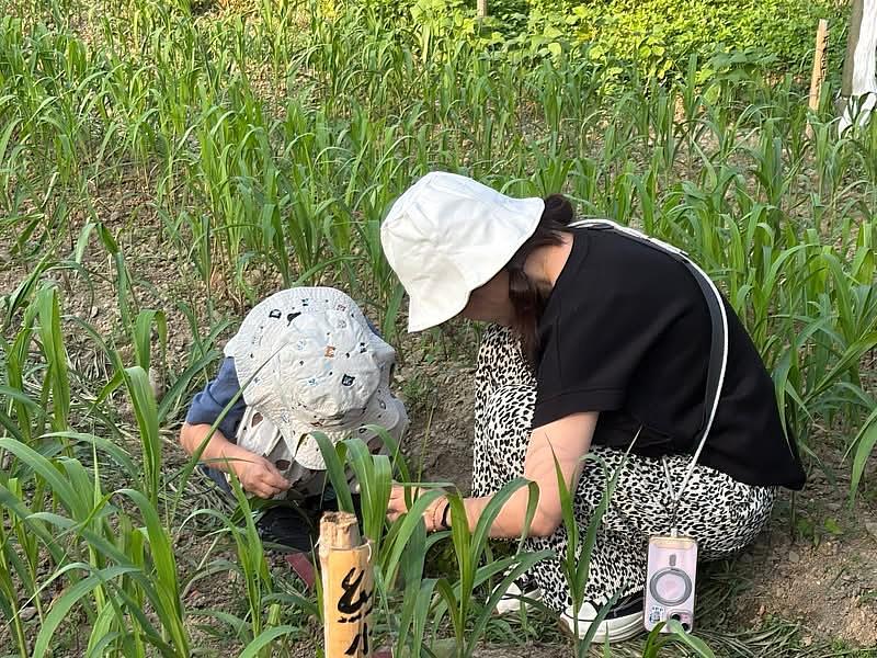 《Lita da!回音計畫》節目分享高雄「瑪星哈蘭部落」復育小米的故事,圖為小米田農作體驗。