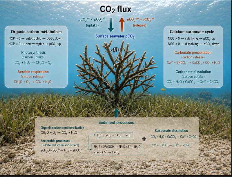 海草床固碳機制示意圖。研究指出，有機碳與無機碳交互作用共同決定海草床是碳匯或碳源，為全球藍碳研究及2050淨零排放提供重要科學依據。
