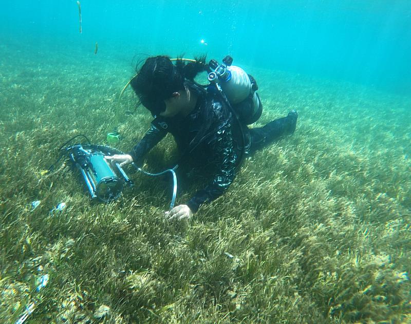 研究團隊於海草床進行現地光合作用量測，分析海草吸收二氧化碳能力，建立完整藍碳碳收支評估方法。