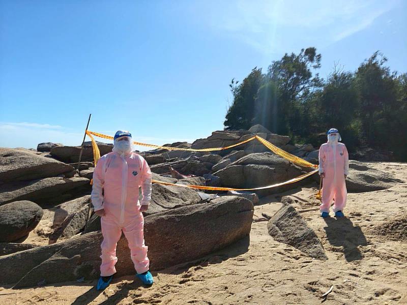 金門金湖鎮岸際發現海漂豬隻屍體 檢驗確認非洲豬瘟病毒核酸陽性
