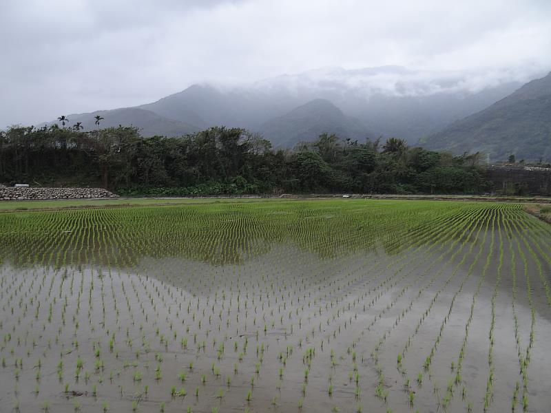 已插秧稻田留意水深，必要時加強田間排水。