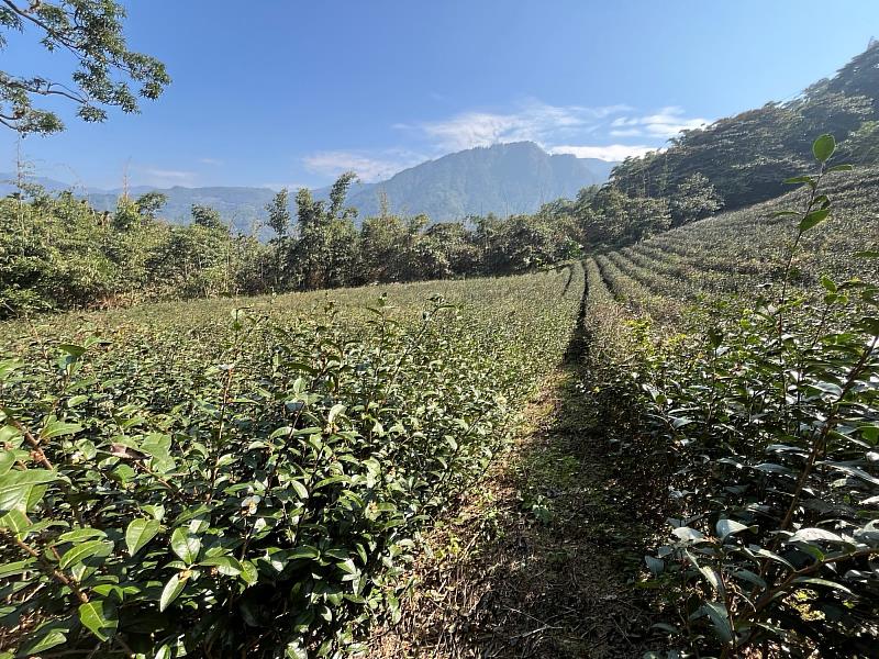 保育共生地認證場域－菩茗有機。（攝影：張顥嚴）