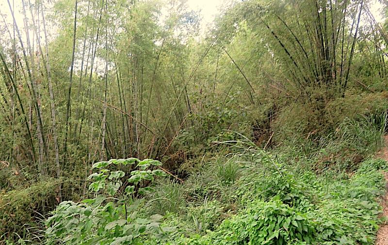 屏東分署「退竹還林」ESG專案預計媒合企業將劣化莿竹林地改種防火樹種，來營造防火林。