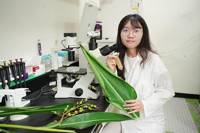 中興大學森林學系博士後研究員徐驀蓉進行月桃葉實驗。