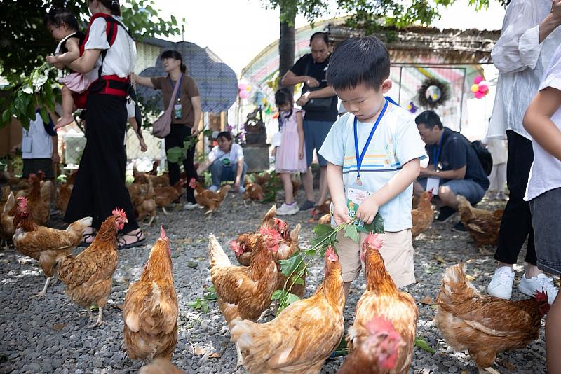 台南「長短樹放牧蛋」農場讓許多親子認識快樂母雞。