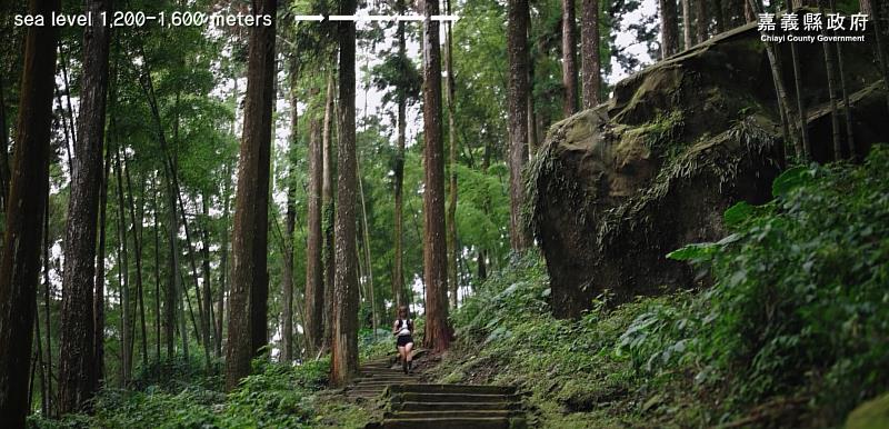 循著茶香跑進雲霧山林 2026阿里山茶香雲徑接力賽開放報名