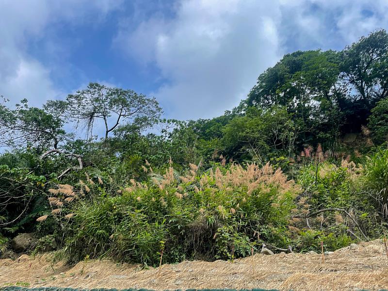 「開卡蘆」為臺灣原生濱溪植物，具備良好固土功能。