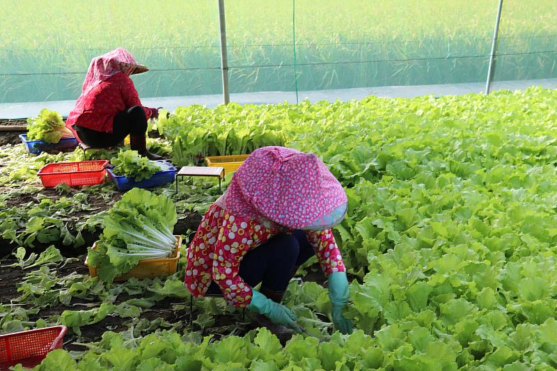 颱風形成,收穫期葉菜宜儘速採收。