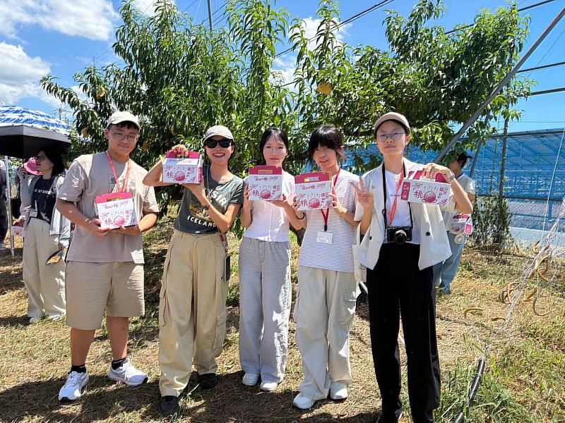 岡山市府安排學生體驗摘採當季黃桃