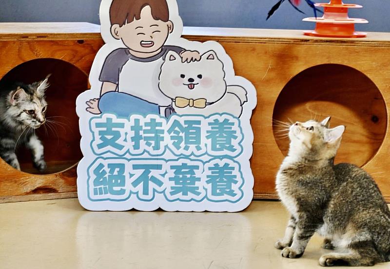 新竹市加強查緝違法賣貓，動保所9/2抽籤送養10隻品種貓。