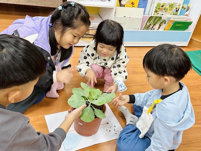 載熙附幼「小菜園『心』發現」透過觀察與探索,一起發現高麗菜的秘密。