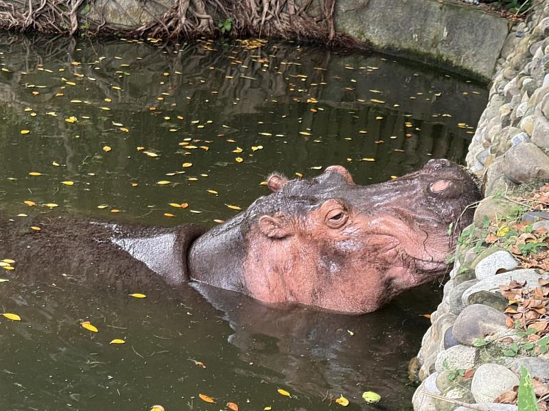 園內動物受到妥善照顧，市府團隊並持續以動物福利為優先積極改善動物的伙食、展示空間及提供動物行為豐富化場域及設備。