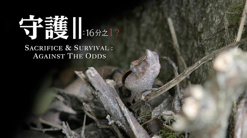 林業及自然保育署臺中分署今日正式發布《守護II:16分之1?》百步蛇野外繁殖生態紀錄影片。