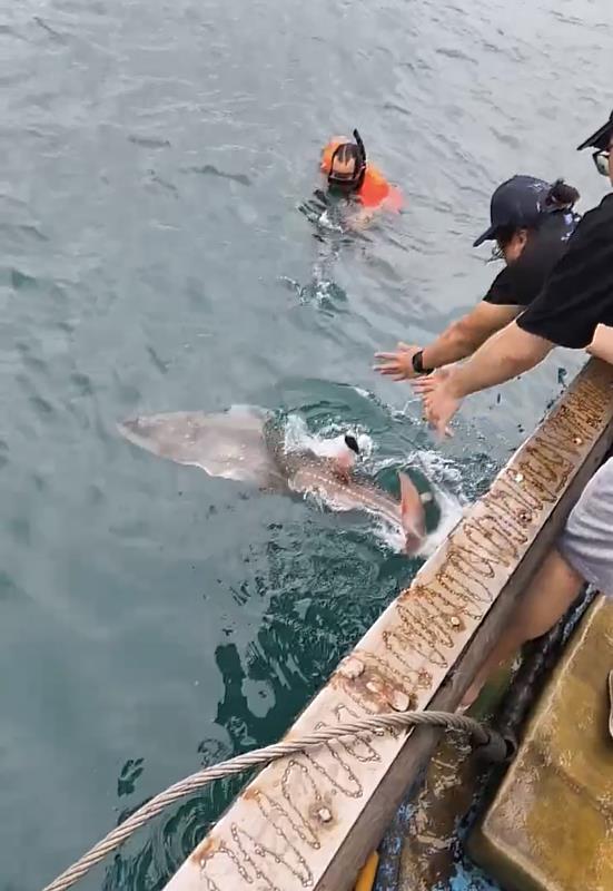 「里海漁鄉守護龍紋鱝」團隊結合漁民合作與科學監測進行龍紋鱝野放作業,持續累積物種活動及棲地利用資料。