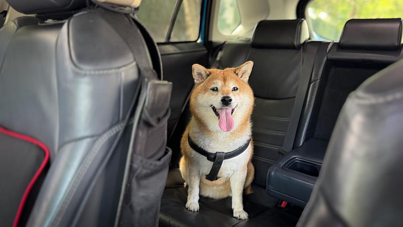 攜帶貓狗乘車備有4項條件之一,即可選擇毛孩友善車。
