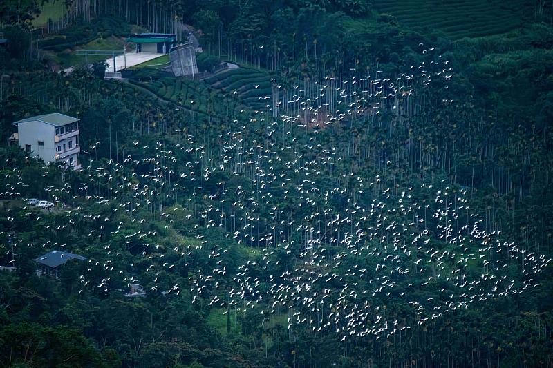秋日山城限定生態奇景「萬鷺朝鳳」登場 順遊太平、太興