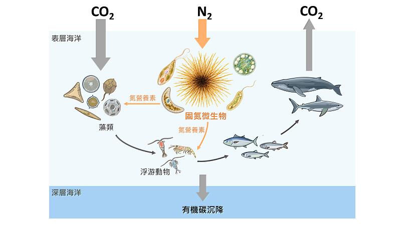 固氮微生物為海洋藻類與浮游動物提供氮營養素,支持海洋生產力、碳封存及食物供應。