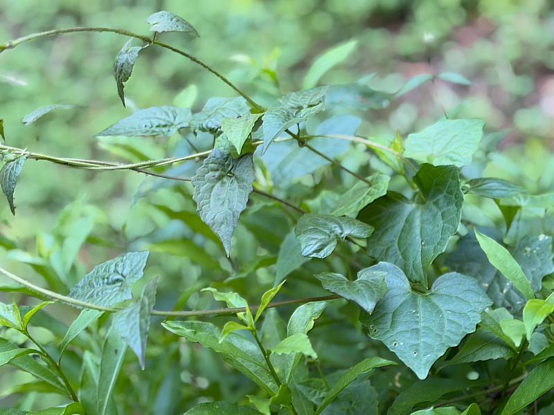 小花蔓澤蘭附於植株頂端而影響生長,故有綠癌稱號