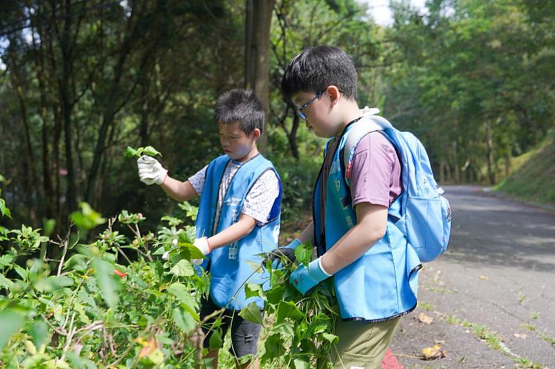 企業志工移除小花蔓澤蘭照