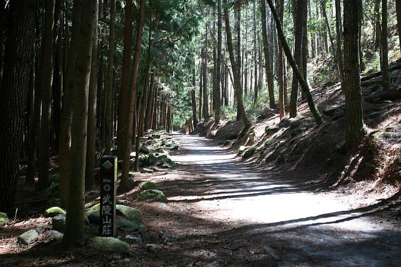 二葉松林，武陵特色森林景觀