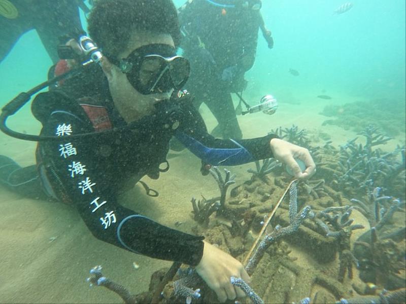研究團隊於澎湖鎖港文字造型生物炭人工魚礁進行珊瑚枝條量測。