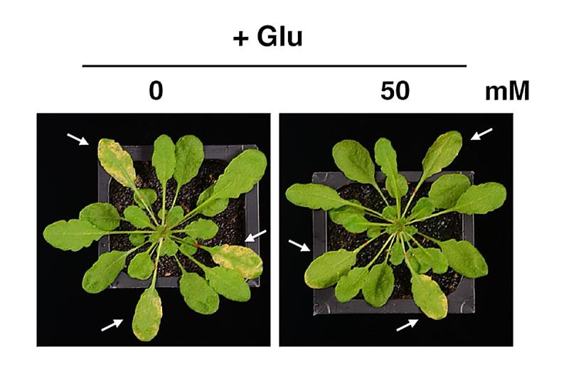 麩胺酸不只是營養！中央大學揭開植物「危險訊號」新機制。