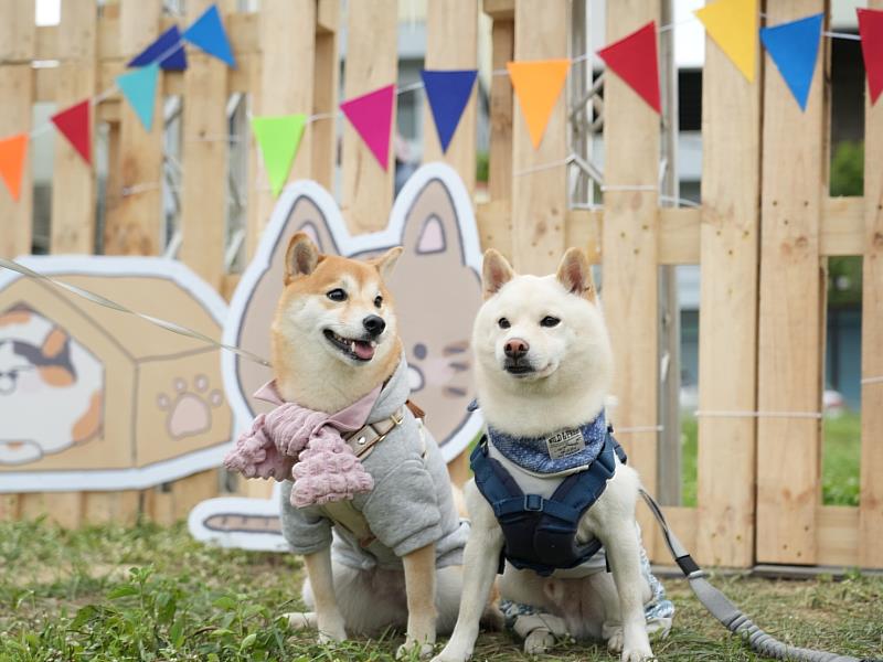 圖說4.柴犬打卡合影