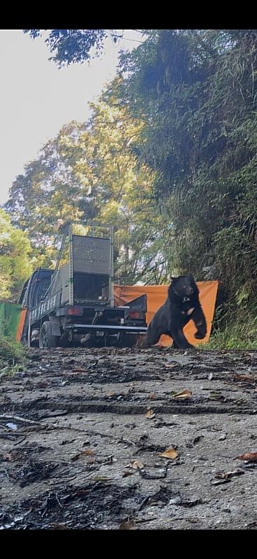 2度入侵清水部落雞舍黑熊落網後野放 衛星追蹤結合部落巡守防範重返再犯